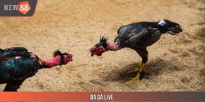 Đá Gà Live - Chuyên Mục Cực Kỳ Nổi Trội Tại Nhà Cái NEW88