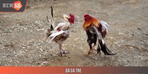 Đá Gà Tre - Hình Thức Thi Đấu Cực Ấn Tượng Tại Nhà Cái NEW88