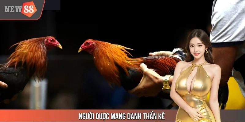 Người Được Mang Danh Thần Kê - Huyền Thoại Đá Gà NEW88