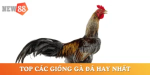 top-cac-giong-ga-da-hay